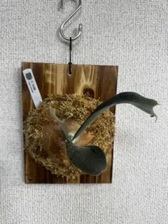 2026年最新】白いビカクシダの人気アイテム - メルカリ