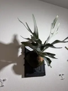 P.veitchii limited species 3 edition板④ - メルカリ