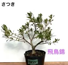 2025年最新】さつき 盆栽の人気アイテム - メルカリ