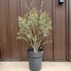 レッドジェム ティーツリー メラレウカ 赤色 白花 紅葉 64 - メルカリ