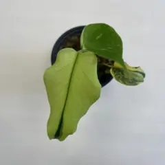 Monstera Unniiae モンステラ デリシオーサ ウンニアエ - メルカリ