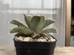 2026年最新】アガベフィリグリーの人気アイテム - メルカリ