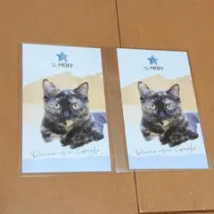 Cat Cafe MOFF カード 猫カフェ 猫カード
