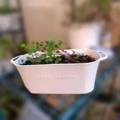 ワイヤープランツ 苗 鉢植え
