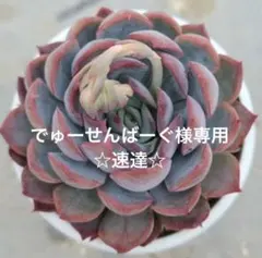 ロメオ×ざわわ　ブランデティ×ざわわ　ざわわ×沙羅姫牡丹　他おらいさん　多肉植物 ロメオ×ざわわ ブランデティ×ざわわ ざわわ×沙羅姫牡丹 他お