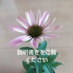 エキナセア充実開花株　ポット９センチのままでのサムネイル