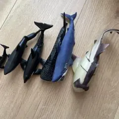 サメセット