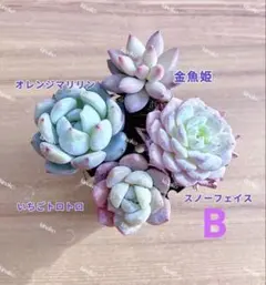 【レア品種】☆4種類☆多肉植物4苗セット 土・根付き B