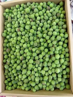 山梨県産甲州小梅３キロ　kiyo'-p_8787様専用