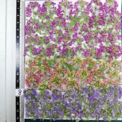 出来たて ★アリッサム　自然色 No 8 @800 押し花　 押し花素材