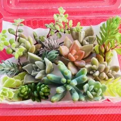 ①寄せ植えセット カット苗 詰め合わせ 多肉植物