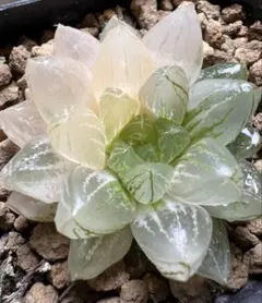 y*i様 多肉植物　ハオルチア　雪花オブツーサ錦　陰陽錦