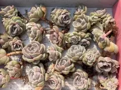 CF156　ルナレン　20苗セット　多肉植物　カット苗　エケベリア