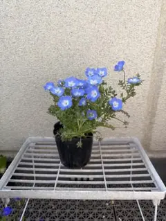 ことり子様 リクエスト 2点 まとめ商品