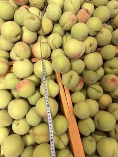 カリカリ桃 硬い桃 桃 5キロ (4-10個/kg 甘い味 )のサムネイル