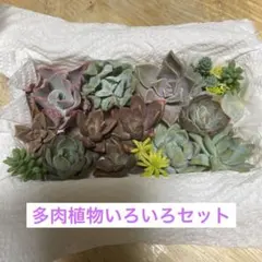 10.カット苗　多肉いろいろセット エケベリア 寄せ植えセット　多肉弁当