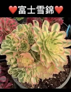 多肉植物アエオニウム錦❤️ マイバッハ❤ 状態図 - メルカリ