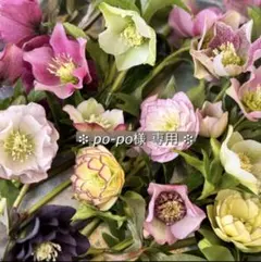 クリスマスローズ 生花 切花 ブーケ 花材