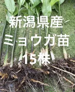 行者にんにく 2025年採り種10g(約900粒) 貴重な山菜を栽培【精選種子
