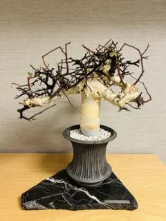 2026年最新】コミフォラ カタフの人気アイテム - メルカリ