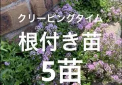 クリーピングタイム たっぷり根付き苗 3ポット - メルカリ