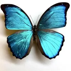 2025年最新】モルフォ 標本の人気アイテム - メルカリ