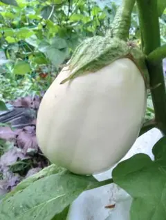 onabe様 リクエスト 4点 まとめ商品