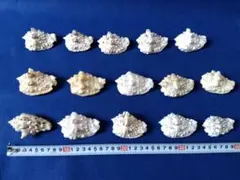 イボソデガイ 天然貝殻 15個セット 貝殻標本 沖縄 インテリア 置物