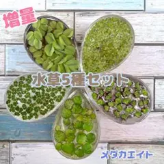 うさこ621様専用