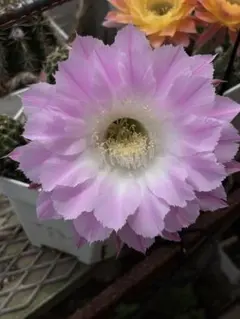 多肉植物 丸弁八重咲き花サボテン・【渓白丸】 レア - メルカリ