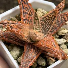 紅蓮地獄 ハイブリッド フォーカリア 多肉植物 1293 - メルカリ