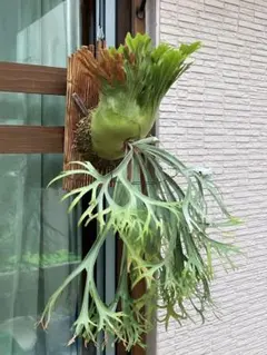 P. willinckii 月光爪哇 spore 1pot 二株 - メルカリ
