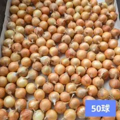 50-10　ホーム玉ねぎ　50球　種球のサムネイル