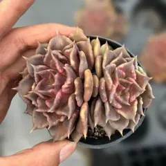 Top【選抜株】多肉植物 23361リベリア錦 4個 鉢無し/脱土 - メルカリ