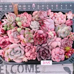 多肉植物 寄せ植えset♡1235