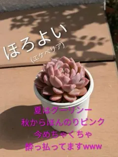 多肉植物 チェリーボンボン(ぼのぼのさん) - メルカリ