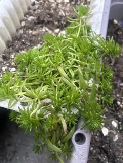 草花火 抜き苗 2株 15本以上 - メルカリ