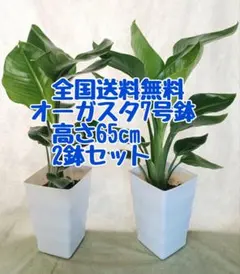 【現品】観葉植物 オーガスタ7号鉢 2鉢セット 全国送料無料