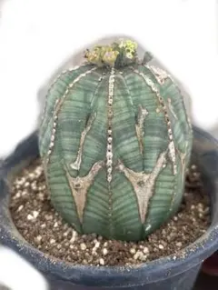 オベサ オールドオベサ 木質化 幅7cm ♀ 8稜 シンメトリカ ホリダ