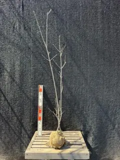 アオダモ/株立ち【現品発送】管理80220 アオダモ/株立ち【現品発送】管理80220 - メルカリ