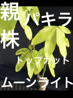 2025年最新】パキラムーンライトの人気アイテム - メルカリ