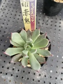 2025年最新】ミックスベリア 赤鬼の人気アイテム - メルカリ