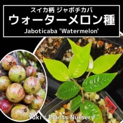 ジャボチカバ 苗[品種:ギガンテ・ネグラ]Plinia sp. ジャボチカバ 苗[品種:ギガンテ・ネグラ]Plinia sp. - メルカリ
