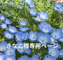 きなこ様専用ページ