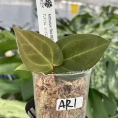 ko様 リクエスト 3点 まとめ商品