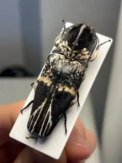 14mm♀】クワガタモドキゴミムシダマシ Calognathus昆虫標本 - メルカリ