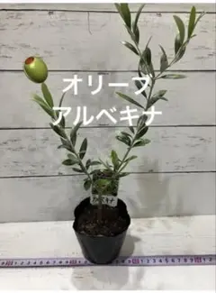 オリーブ　アルベキナ　苗　苗木