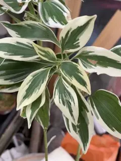 sakakihara-mama様 リクエスト 2点 まとめ商品