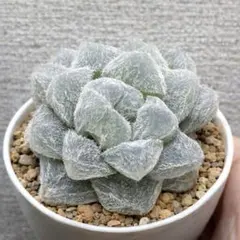 2026年最新】ハオルチア ハオルチアの人気アイテム - メルカリ