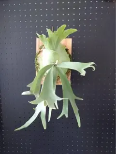 P.willinckii Bogie OC - メルカリ